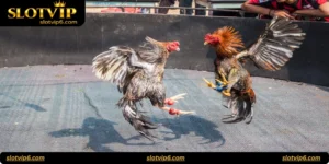 Golden Spurs