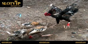 Iron Beak Fight