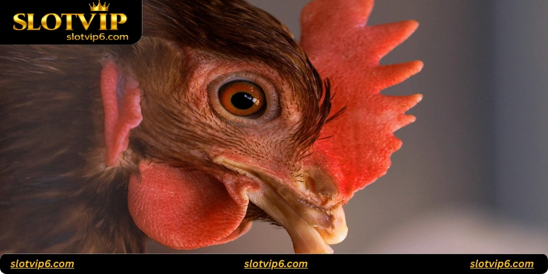 FAQ: Iron Beak Fight