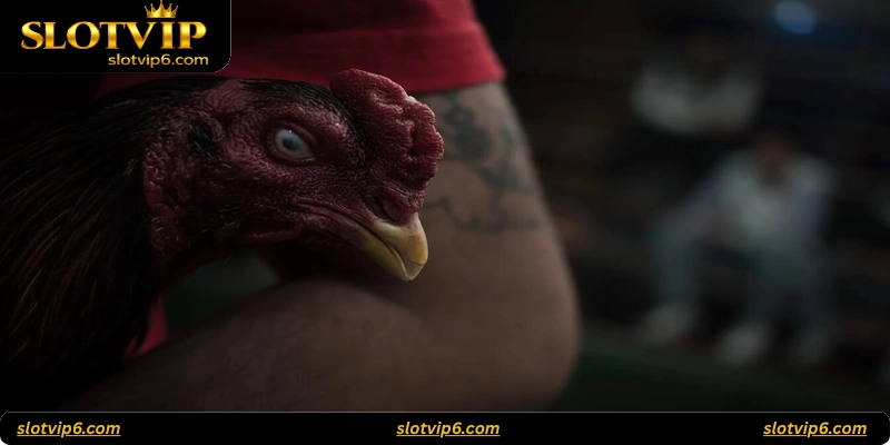 Iron Beak Fight Bonuses and Rewards