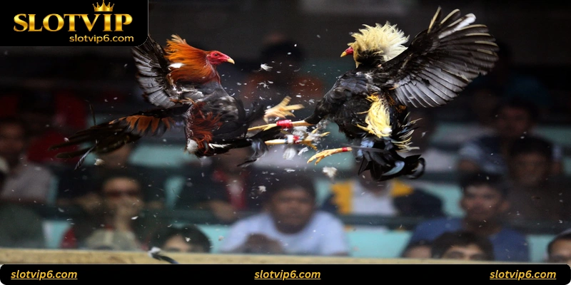 What is Iron Beak Fight?