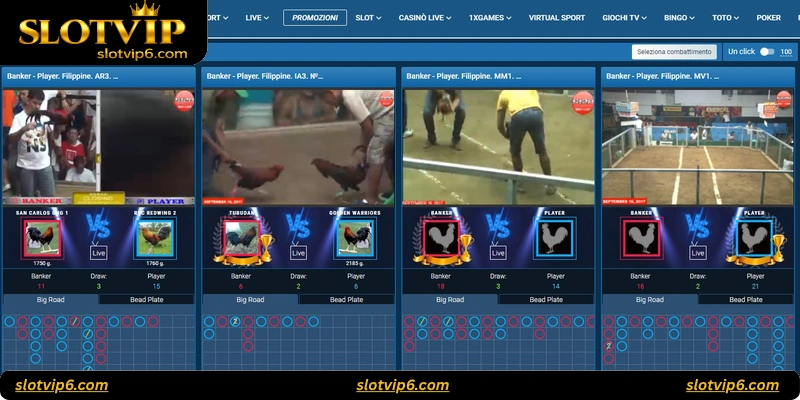 Understanding the Risks in Cockfight Betting