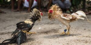 cockfighting-betting-guide
