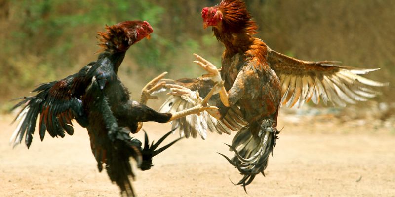 cockfighting-betting-guide-Mindset