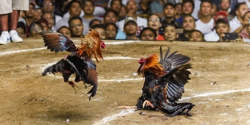 cockfighting-betting-guide-Odds