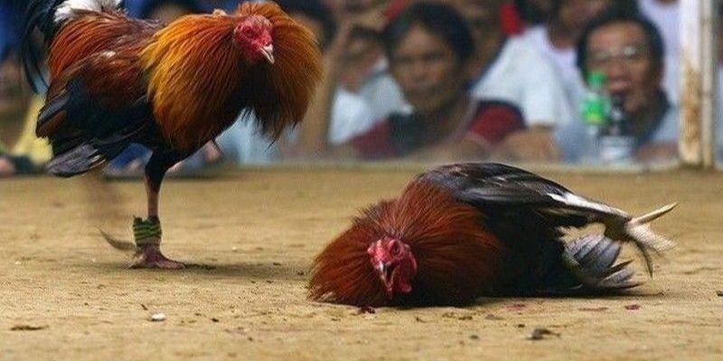 cockfighting-betting-guide-Understanding